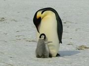 penguins-429134_1920.jpg