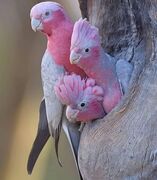 pink_parrots.jpg