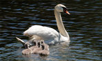 swan_with_goslings.jpg