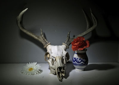 Keywords: skull,deer skull,flower