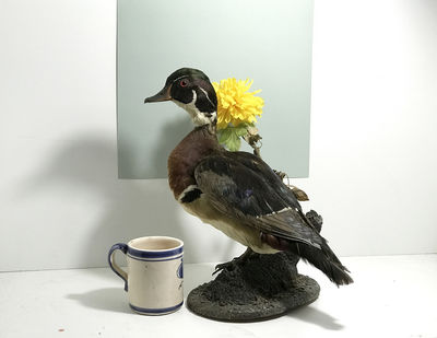 Keywords: bird,flower,yellow flower,mug