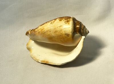 Keywords: shell,sea,seashell,brown,drawing a seashell