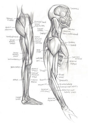 Keywords: description,labels,male,side view,muscles