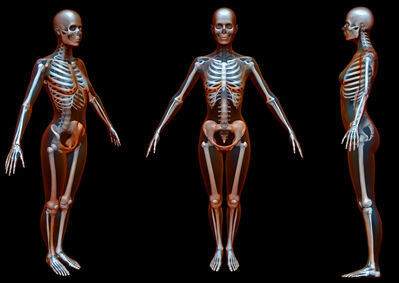 Keywords: skeleton,front,side,3/4 view,male,upright