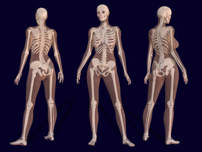 Keywords: skeleton,front,side,3/4 view,female,upright