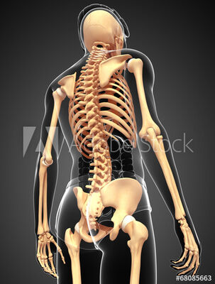 skeleton,back,bones,male,human
Keywords: skeleton,3/4 view seen from back,male