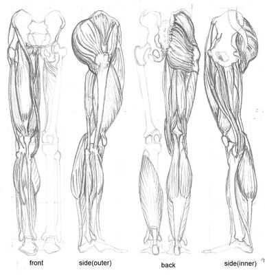 Keywords: closeup leg,muscles,male,four positions