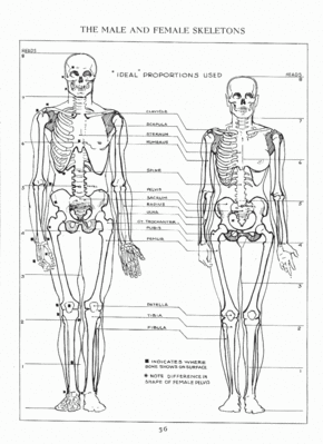 Keywords: male,female,proportions,skeletons,12-week Drawing Fundamentals class 9 (March 30 2021) - 2:48