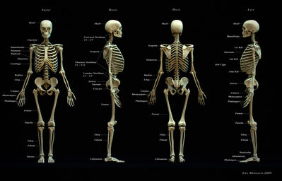 Keywords: human,skeleton,four views,male