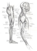 12512-anatomy-leg-and-chest-profile.jpg