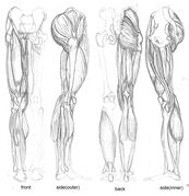 leg-bones-updatedmuscles3.jpg