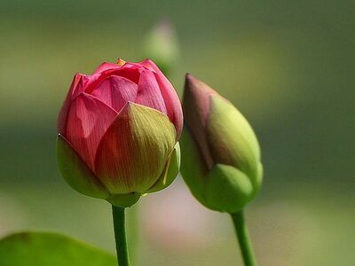 Keywords: lotus,bud,flowering,Watercolor flower painting of Lotus