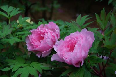 Keywords: pink,green,Watercolor painting of peony - 30:07