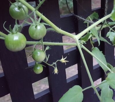 Keywords: tomato,tomatoes,vine,lattice