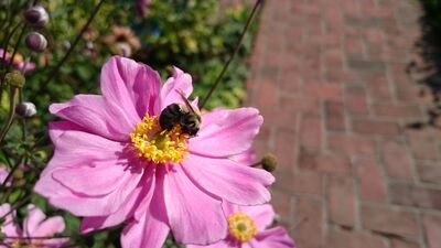 Keywords: flower,bee,sidewalk,cosmos