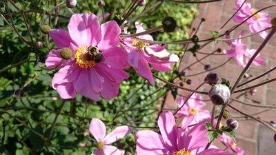 Keywords: flower,flowers,bee,sidewalk,cosmos