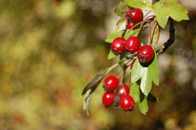 Keywords: cranberries,branch,red,Watercolor painting of cranberries