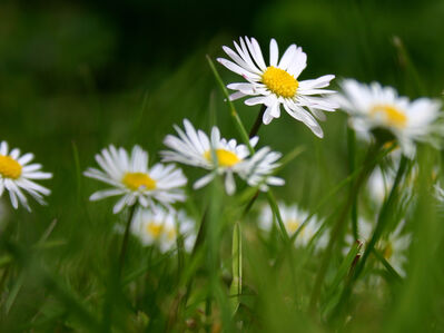 Keywords: daisies,daisy,white flowers,flower,painting a daisy using masking fluid,painting daisies using masking fluid and lifting off techniques