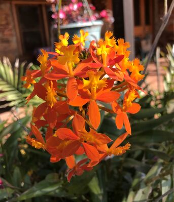 Keywords: epidendrum,orchid,orange,flower