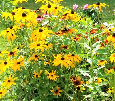 Keywords: black-eyed susans,black=eyed susan,flowers,yellow,field