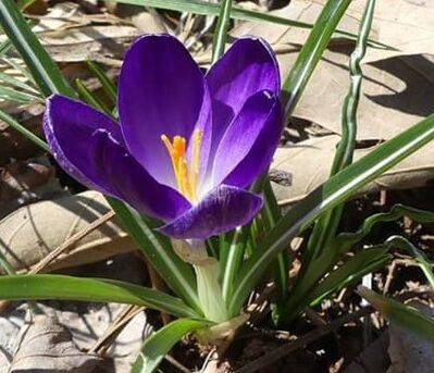 Keywords: crocus,purple,flower,small