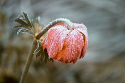 Keywords: flower,peach,frost,prozen,winter