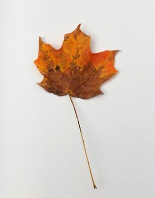 Keywords: Watercolor painting of colorful leaf #2,brown,maple,leaf