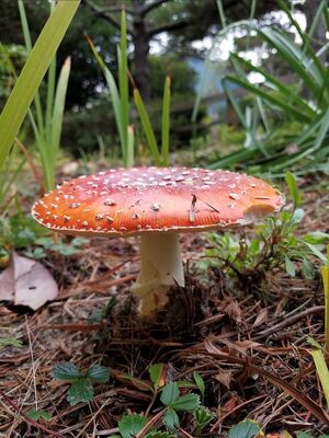 Keywords: mushroom,grass,earth,orange