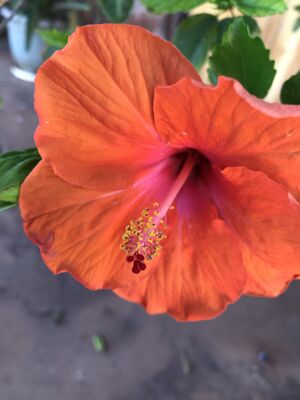 Keywords: orange,hibiscus,flower