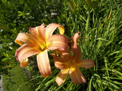 Keywords: orange lilies,yellow lilies,lilies