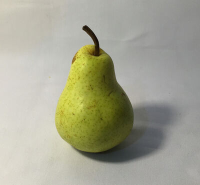 Keywords: pear,fruit,Watercolor fruit painting of a pear