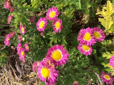 Keywords: pink,daisy,yellow center,bush,flowers