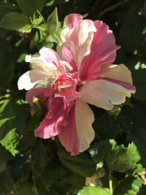 Keywords: pink,white,hibiscus,flower,leaves