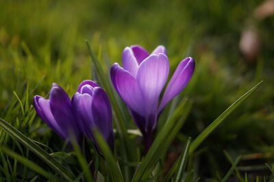 Keywords: crocus,purple,grass