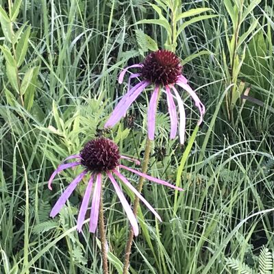 Keywords: purple,two flowers,grass