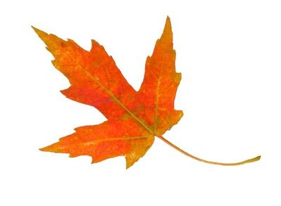 Keywords: red and yelllow leaf,leaf,painting of a red maple leaf