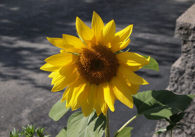 Keywords: Watercolor Painting of a Sunflower with Light and Shadows,flower