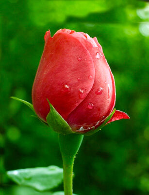 Keywords: closed rose,red,rose,painting a rose bud