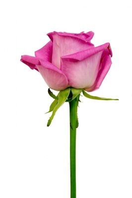 Keywords: pink,flower,rose,single,painting a pink rose