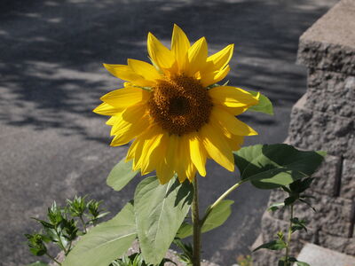 Keywords: sunflower,stalk,pavement,flower,Watercolor Painting of a Sunflower with Light and Shadows