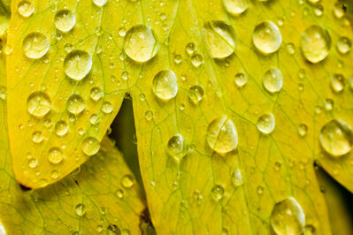 Keywords: Watercolor painting of drop of water on Spring leaf,drops,painting drops of water on a green leaf