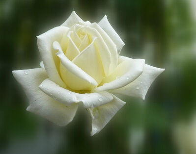 Keywords: painting a yellow rose,yellow,white,rose