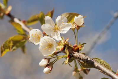 Keywords: painting a bird and apple blossoms combining two photo references