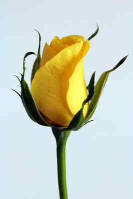 Keywords: painting a yellow rose bud,yellow,rose,rosebud