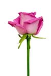 rose_flower_pink_bloom_macro_flowers_pink_flower_pink_rose-1401847_jpgd.jpeg