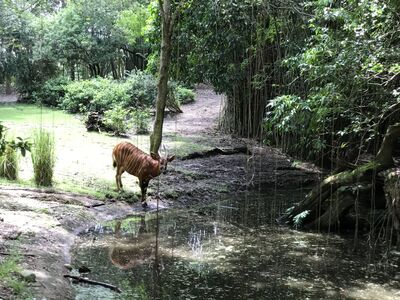 Keywords: animal kingdom