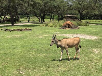 Keywords: animal kingdom