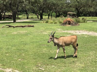 Keywords: animal kingdom