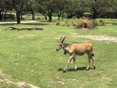 Keywords: animal kingdom