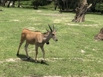 Keywords: animal kingdom